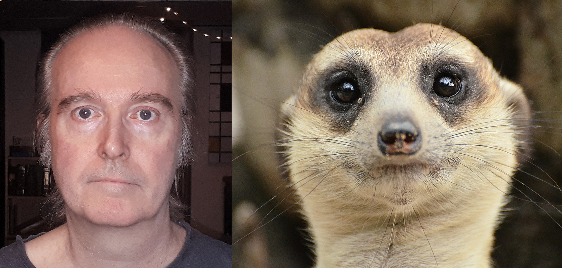 .\misc\Pix_Humans\MeercatCompare_1920.png